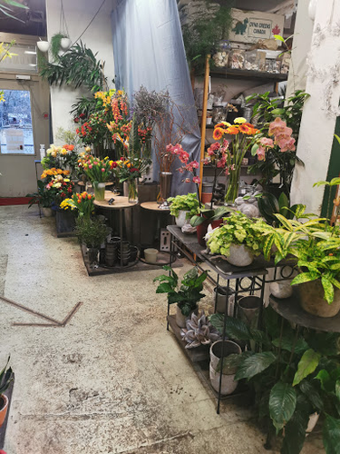 Blumen Götschi