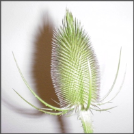 Flair Blumen und Hofboutique GmbH
